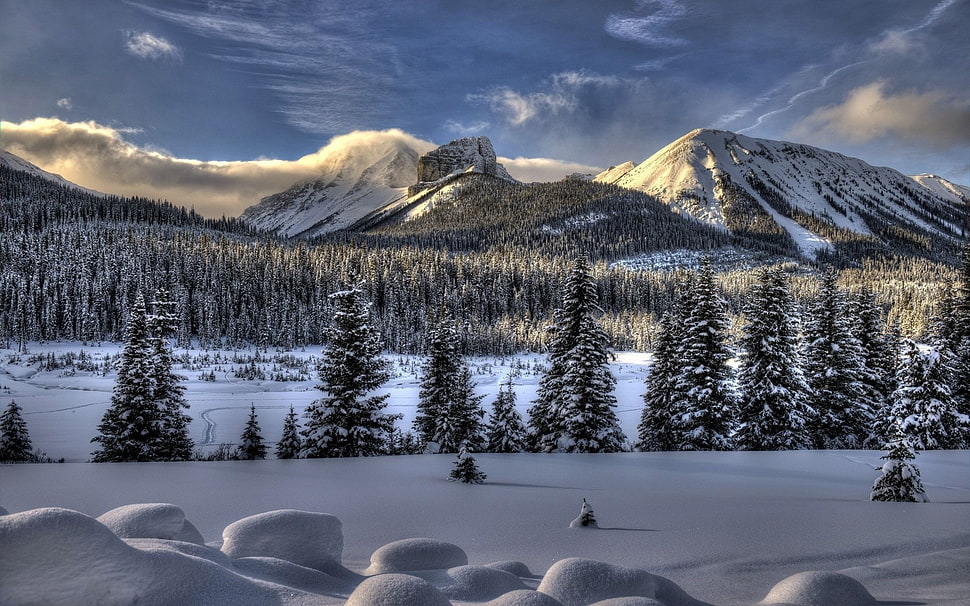 Pine trees across snow mountain HD wallpaper